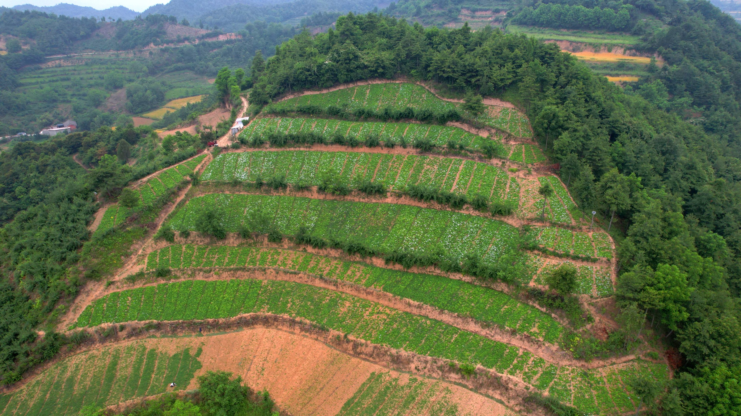 沙坝镇淫羊藿种植基地.jpg
